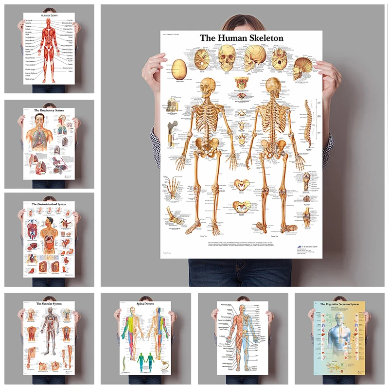 Badminton Poster - Póster de anatomía del corazón del