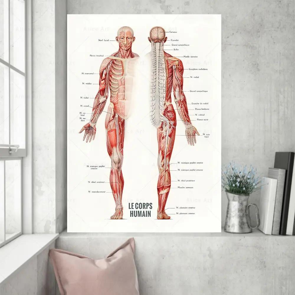 Badminton Poster - Póster impreso en lienzo de anatomía