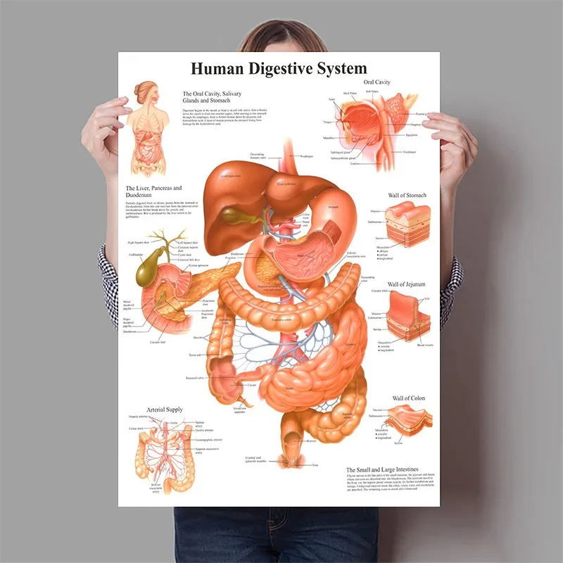 Póster de anatomía del corazón - Badminton Poster reseña y precio