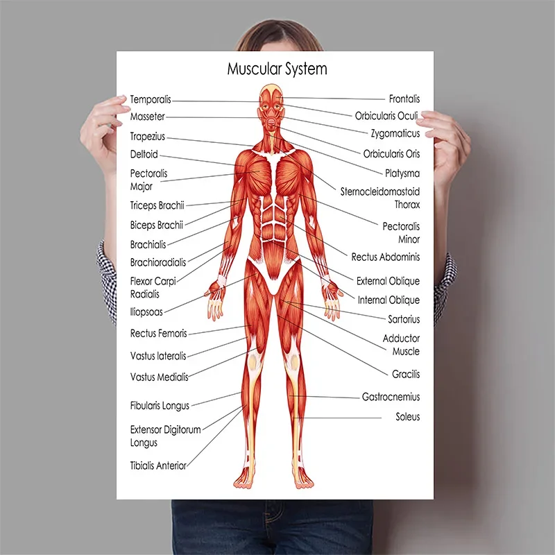 Póster de anatomía del corazón - Badminton Poster reseña y precio
