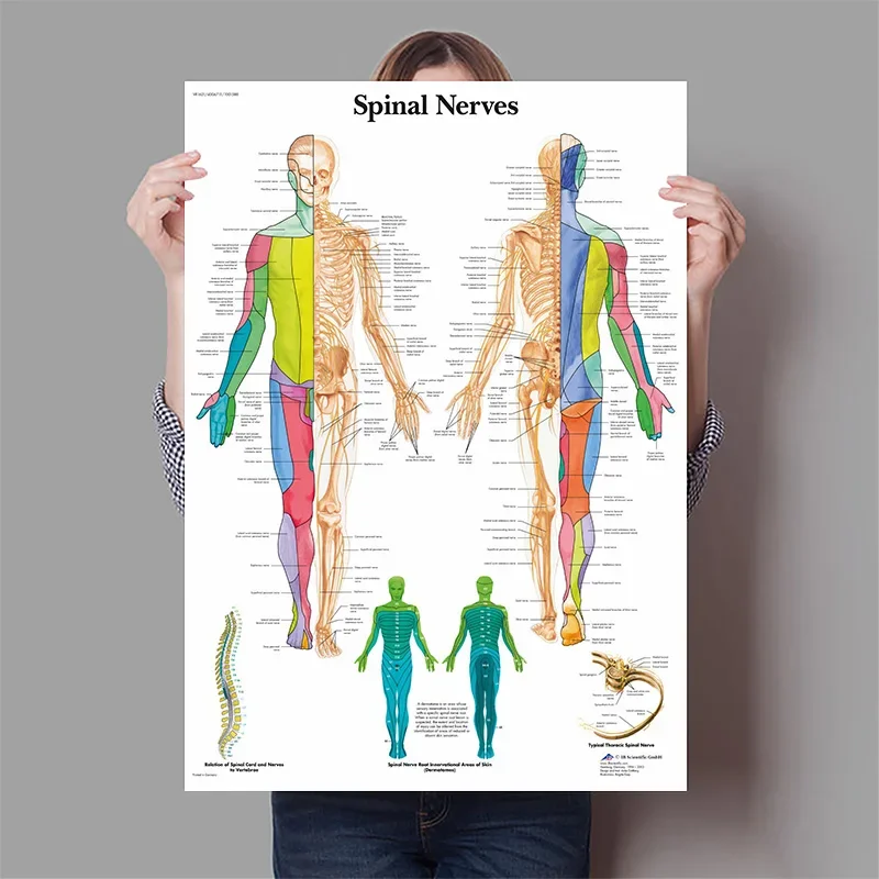 Póster de anatomía del corazón - Badminton Poster reseña y precio