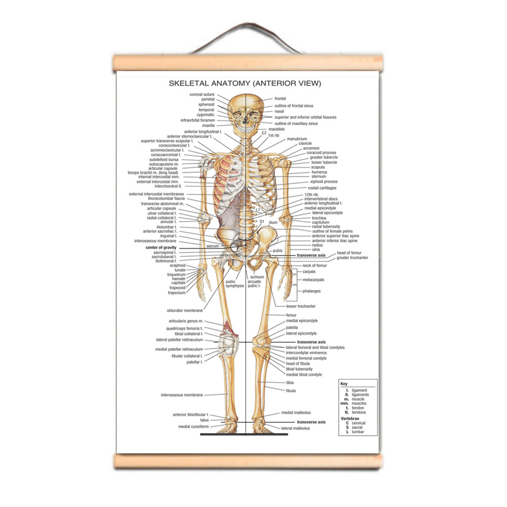 Pósteres de anatomía esqueléti - Badminton Poster reseña y precio