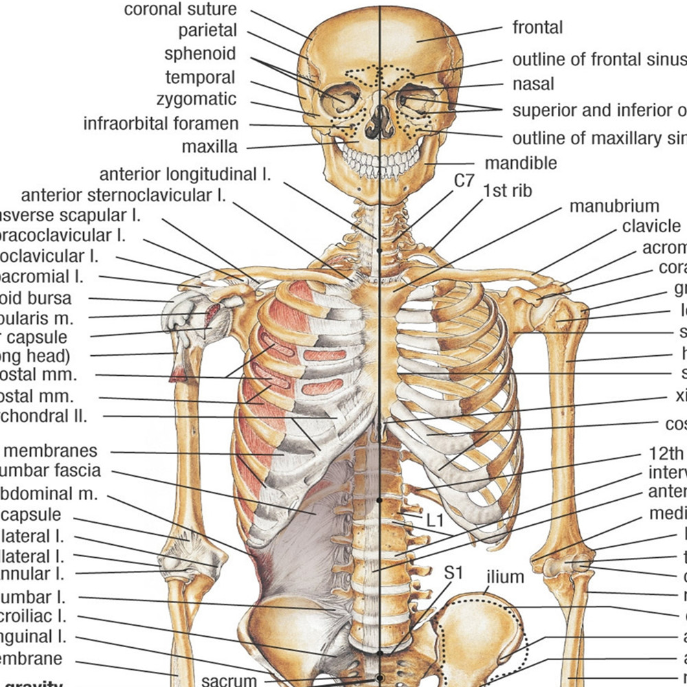 Pósteres de anatomía esqueléti - Badminton Poster reseña y precio