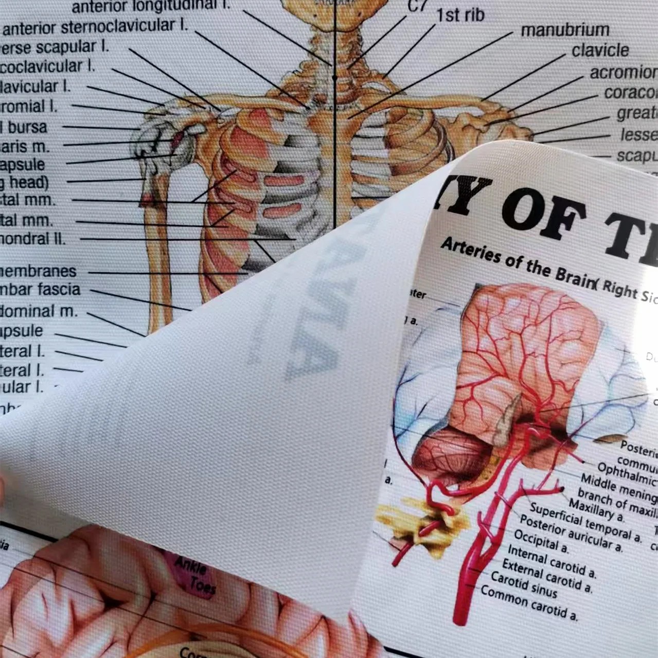 Pósteres de anatomía esqueléti - Badminton Poster reseña y precio